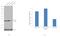 Transformer-2 protein homolog beta antibody, PA5-30170, Invitrogen Antibodies, Western Blot image 