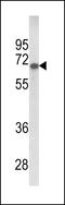 Glypican 4 antibody, LS-C166600, Lifespan Biosciences, Western Blot image 