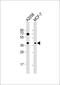 G Protein Subunit Alpha 12 antibody, 63-356, ProSci, Western Blot image 