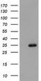 Aryl sulfotransferase IV antibody, TA501951, Origene, Western Blot image 