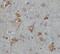 Calcium/Calmodulin Dependent Protein Kinase II Alpha antibody, FNab01228, FineTest, Immunohistochemistry frozen image 