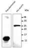 Azurin antibody, AB0048-100, Origene, Western Blot image 