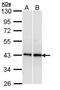 Adrenoceptor Beta 3 antibody, GTX108200, GeneTex, Western Blot image 