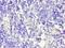 CD58 Molecule antibody, LS-C375416, Lifespan Biosciences, Immunohistochemistry frozen image 