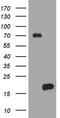 Hes Family BHLH Transcription Factor 5 antibody, LS-C795523, Lifespan Biosciences, Western Blot image 