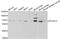 Protein Phosphatase 2 Scaffold Subunit Aalpha antibody, A5799, ABclonal Technology, Western Blot image 
