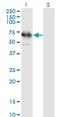 Testis Specific Serine Kinase Substrate antibody, MA5-22438, Invitrogen Antibodies, Western Blot image 