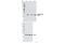 Heat Shock Protein Family B (Small) Member 1 antibody, 2401S, Cell Signaling Technology, Western Blot image 