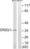 Olfactory Receptor Family 9 Subfamily Q Member 1 antibody, GTX87630, GeneTex, Western Blot image 