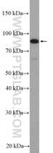 Activating Transcription Factor 6 antibody, 24169-1-AP, Proteintech Group, Western Blot image 