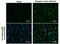 Dengue Virus Type II antibody, MA5-17297, Invitrogen Antibodies, Immunofluorescence image 