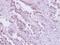 Toll Like Receptor 9 antibody, PA5-27258, Invitrogen Antibodies, Immunohistochemistry frozen image 