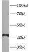 Prosalusin antibody, FNab08873, FineTest, Western Blot image 