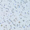 Kininogen 1 antibody, 15-266, ProSci, Immunohistochemistry paraffin image 
