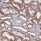 Coiled-coil domain-containing protein 106 antibody, NBP2-30390, Novus Biologicals, Immunohistochemistry frozen image 