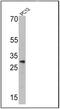 Endothelin 1 antibody, MA3-005, Invitrogen Antibodies, Western Blot image 
