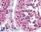 Transmembrane BAX Inhibitor Motif Containing 6 antibody, LS-B1774, Lifespan Biosciences, Immunohistochemistry frozen image 