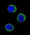 Haptoglobin antibody, A00062-3, Boster Biological Technology, Immunofluorescence image 