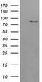 AFG3 Like Matrix AAA Peptidase Subunit 2 antibody, TA504858BM, Origene, Western Blot image 
