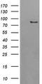 AFG3-like protein 2 antibody, TA504858BM, Origene, Western Blot image 