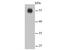 Interferon Regulatory Factor 7 antibody, NBP2-67634, Novus Biologicals, Western Blot image 