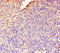 Docking Protein 5 antibody, LS-C317805, Lifespan Biosciences, Immunohistochemistry paraffin image 