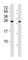 Rhox Homeobox Family Member 1 antibody, F53254-0.4ML, NSJ Bioreagents, Western Blot image 