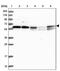 Tigger Transposable Element Derived 1 antibody, PA5-59694, Invitrogen Antibodies, Western Blot image 