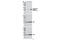 Mitogen-Activated Protein Kinase Kinase 3 antibody, 12280S, Cell Signaling Technology, Western Blot image 