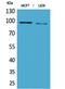 Semaphorin 4D antibody, PA5-51094, Invitrogen Antibodies, Western Blot image 