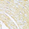 ADP Ribosylation Factor Like GTPase 4A antibody, 16-850, ProSci, Immunohistochemistry frozen image 