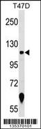 Zinc Finger Protein 217 antibody, 58-359, ProSci, Western Blot image 