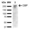 CREB Binding Protein antibody, LS-C776281, Lifespan Biosciences, Western Blot image 