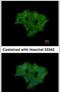 Annexin A4 antibody, PA5-34817, Invitrogen Antibodies, Immunofluorescence image 