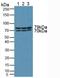 Protein Kinase D2 antibody, LS-C296118, Lifespan Biosciences, Western Blot image 