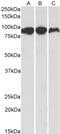 Aconitase antibody, 42-525, ProSci, Enzyme Linked Immunosorbent Assay image 