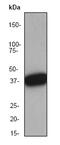 Nucleophosmin 1 antibody, ab52644, Abcam, Western Blot image 