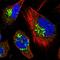 TRAF3 Interacting Protein 2 antibody, HPA036352, Atlas Antibodies, Immunofluorescence image 