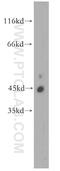 CDC42 Effector Protein 4 antibody, 19262-1-AP, Proteintech Group, Western Blot image 
