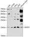 BUD31 Homolog antibody, GTX64978, GeneTex, Western Blot image 