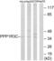 Protein Phosphatase 1 Regulatory Subunit 3C antibody, LS-C120262, Lifespan Biosciences, Western Blot image 