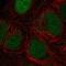 CTD Phosphatase Subunit 1 antibody, NBP2-68899, Novus Biologicals, Immunocytochemistry image 