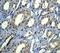 Eukaryotic Translation Elongation Factor 2 antibody, ab75748, Abcam, Immunohistochemistry paraffin image 