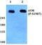 IL6RB antibody, A01216S782, Boster Biological Technology, Western Blot image 