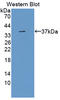 SRSF Protein Kinase 3 antibody, LS-C375037, Lifespan Biosciences, Western Blot image 