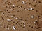 AN32E antibody, CSB-PA981207, Cusabio, Immunohistochemistry frozen image 