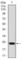 troponin T2 antibody, abx011888, Abbexa, Western Blot image 