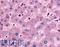 Dipeptidyl Peptidase 9 antibody, LS-A8311, Lifespan Biosciences, Immunohistochemistry paraffin image 