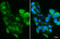 Polymeric Immunoglobulin Receptor antibody, GTX110197, GeneTex, Immunofluorescence image 