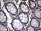Pyruvate Kinase M1/2 antibody, LS-C800144, Lifespan Biosciences, Immunohistochemistry frozen image 